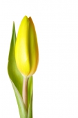 Fotoobraz - Tulipán